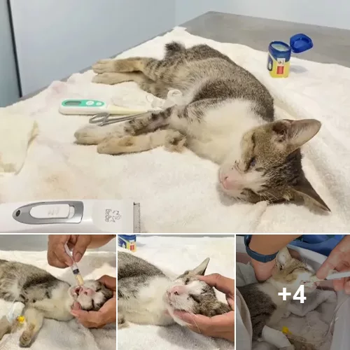 Unending Tears of Gratitude: A Little Cat’s Emotional Journey to Recovery After a Serious Injury